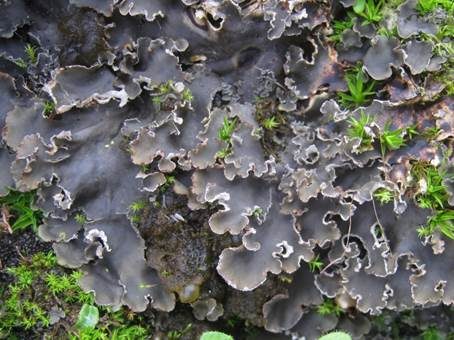 Blaugraue Schildflechte, Foto 2