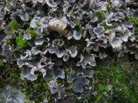 Blaugraue Schildflechte, Foto 6