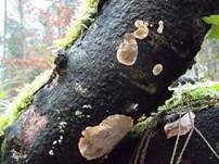Runzeliger Schichtpilz, Foto 6