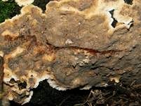 Runzeliger Schichtpilz, Foto 7