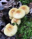 Runzelschüppling, Foto 6