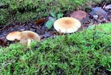 Runzelschüppling, Foto 7