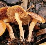 Runzelschüppling, Foto 10