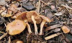 Runzelschüppling, Foto 11