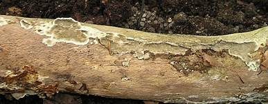 Rußbrauner Schichtpilz, Foto 17