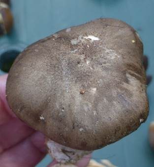 Rußbrauner Schneckling, Foto 4