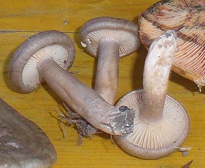 Rußbrauner Schneckling, Foto 5