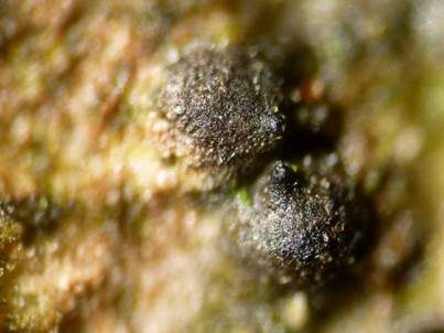 Rüsselförmiger Kernpilz, Foto 3