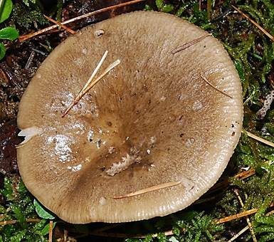 Rußgrauer Täubling, Foto 2