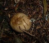 Rußgrauer Täubling, Foto 7