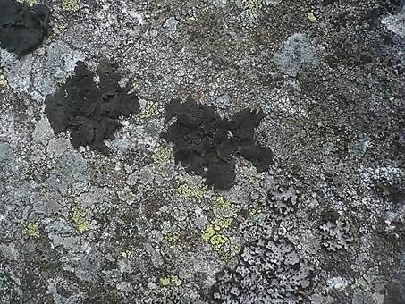 Rußige Nabelflechte, Foto 4