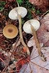 Rußnabeling, Foto 6