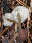 Rußnabeling, Foto 7