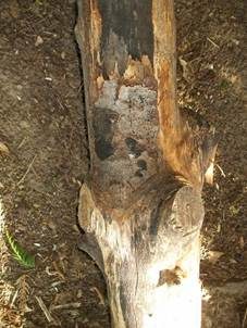 Rußrindenkrankheit, Foto 3