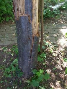 Rußrindenkrankheit, Foto 6