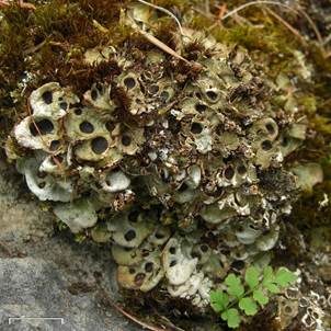 Sackflechte, Foto 3