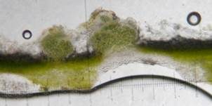 Sackflechte, Foto 9