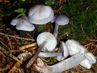 Blaugrauer Rettichhelmling, Foto 13