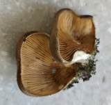 Safranblättriges Krüppelfüßchen, Foto 4