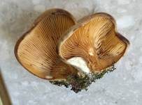 Safranblättriges Krüppelfüßchen, Foto 6