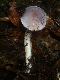 Safranblauer Schleimfuß, Foto 4