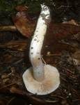 Safranblauer Schleimfuß, Foto 5