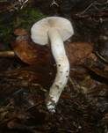 Safranblauer Schleimfuß, Foto 6