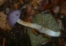 Safranblauer Schleimfuß, Foto 7