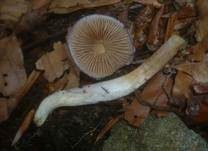 Safranblauer Schleimfuß, Foto 9