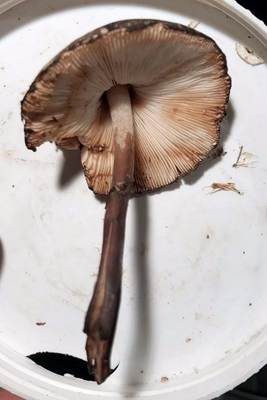 Safranfarbiger Egerlingsschirmling, Foto 3