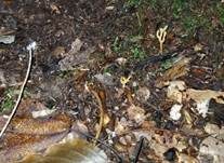 Safrangelbe Wiesenkoralle, Foto 5