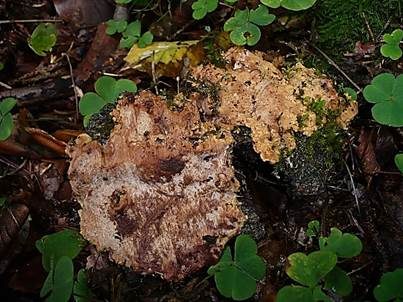 Safrangelber Hartporling, Foto 3