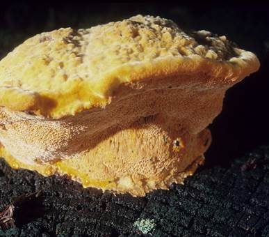 Safrangelber Weichporling, Foto 2