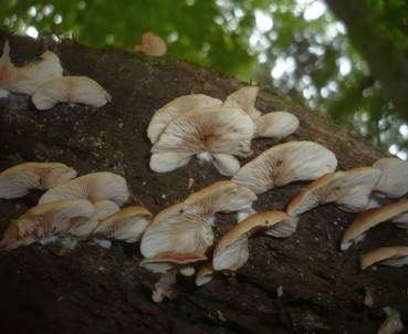 Abgeflachtes Stummelfüßchen, Foto 2