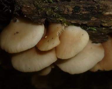Abgeflachtes Stummelfüßchen, Foto 3