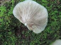 Abgeflachtes Stummelfüßchen, Foto 12