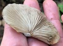 Abgeflachtes Stummelfüßchen, Foto 14