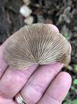 Abgeflachtes Stummelfüßchen, Foto 15