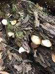 Abgeflachtes Stummelfüßchen, Foto 16