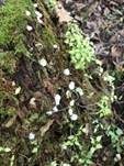 Abgeflachtes Stummelfüßchen, Foto 17