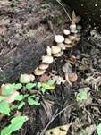 Abgeflachtes Stummelfüßchen, Foto 18