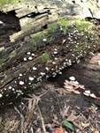 Abgeflachtes Stummelfüßchen, Foto 19