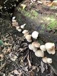Abgeflachtes Stummelfüßchen, Foto 20