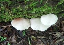 Abgeflachtes Stummelfüßchen, Foto 22
