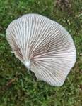 Abgeflachtes Stummelfüßchen, Foto 23