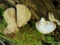 Abgeflachtes Stummelfüßchen, Foto 6