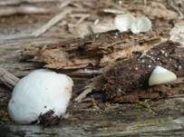 Abgeflachtes Stummelfüßchen, Foto 7