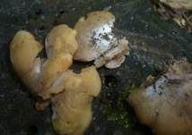 Abgeflachtes Stummelfüßchen, Foto 9