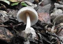 Blaugrauer Scheidling, Foto 6