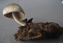Blaugrauer Scheidling, Foto 8